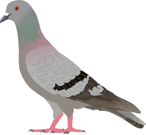 Pigeon PNG-54597